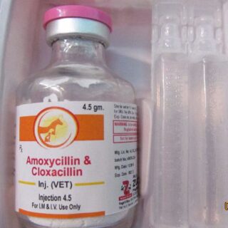 amoxicillin injection